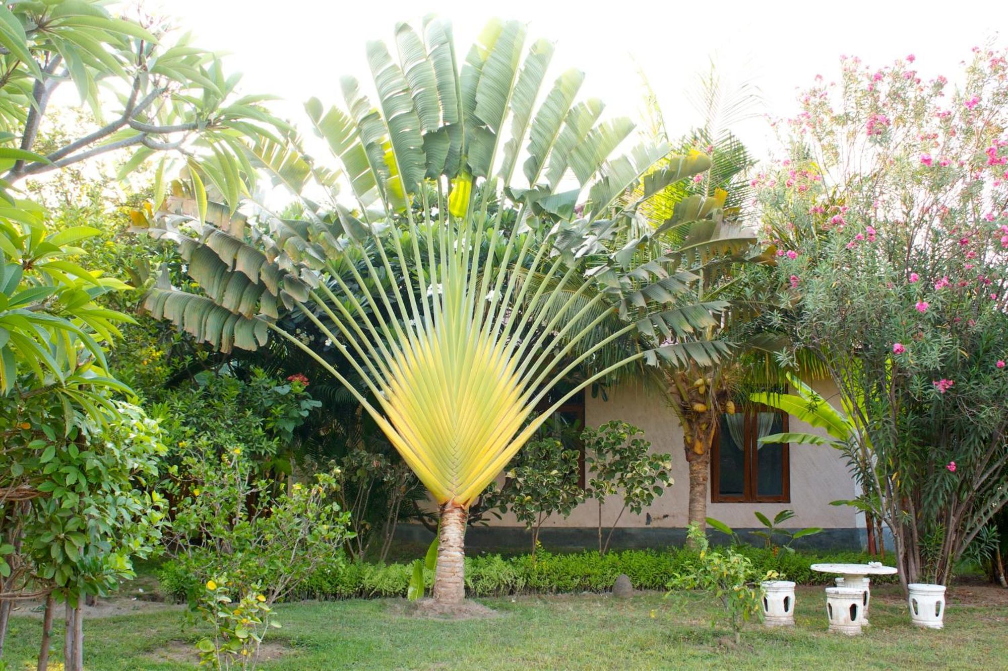 Bali Oase Resort Pemuteran Esterno foto